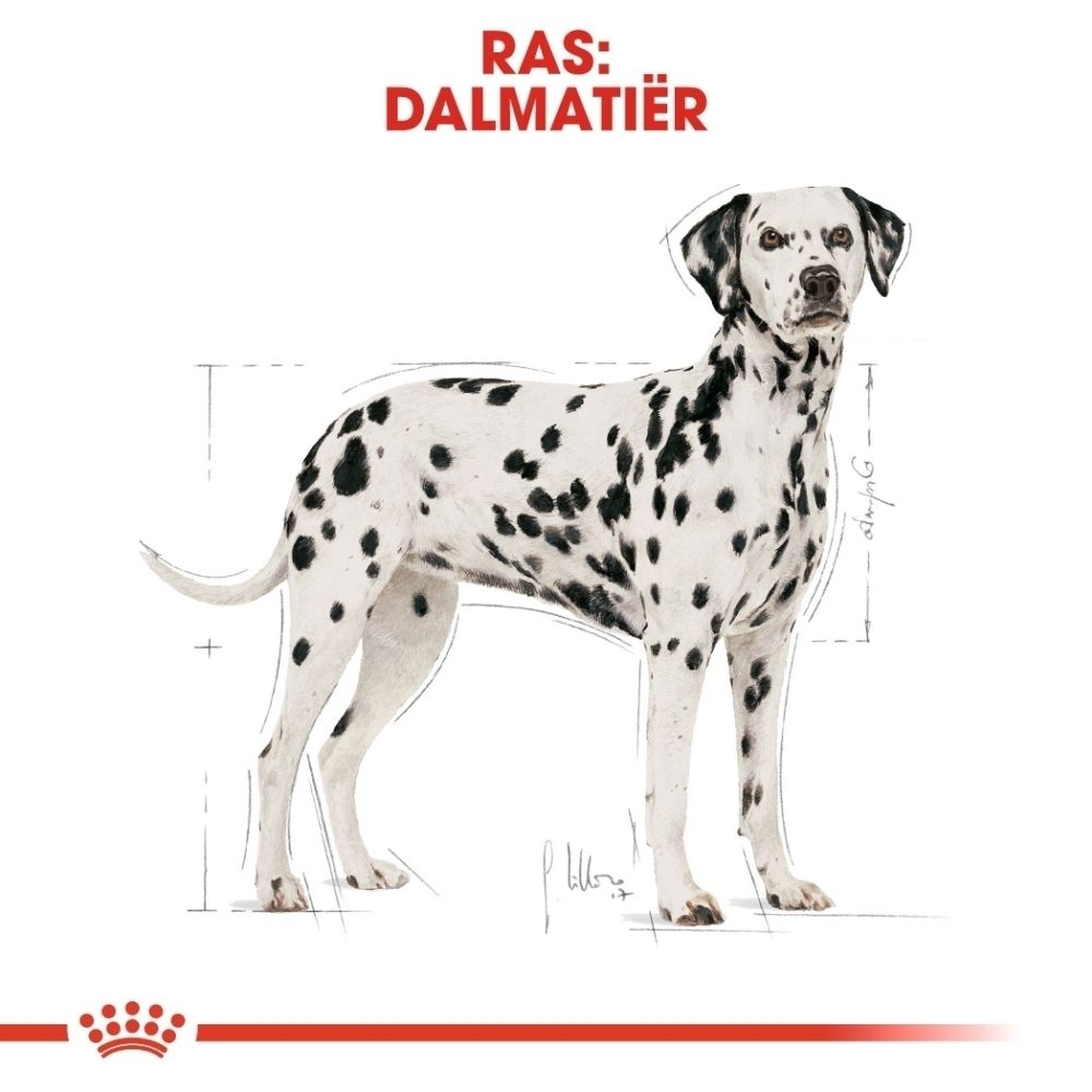 Illustratie van een Dalmatier met tekst over op maat gemaakte brokken.