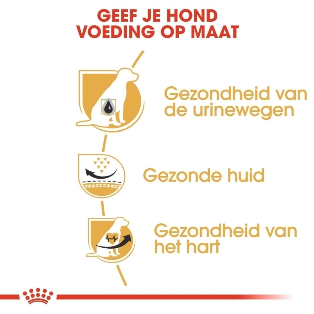 Illustratie van een Dalmatier met tekst over voeding op maat voor honden.