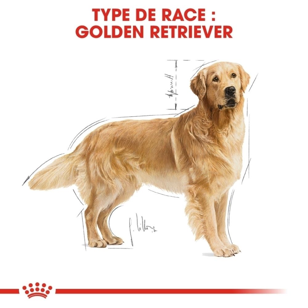Golden Retriever avec croquis de race et mesures.