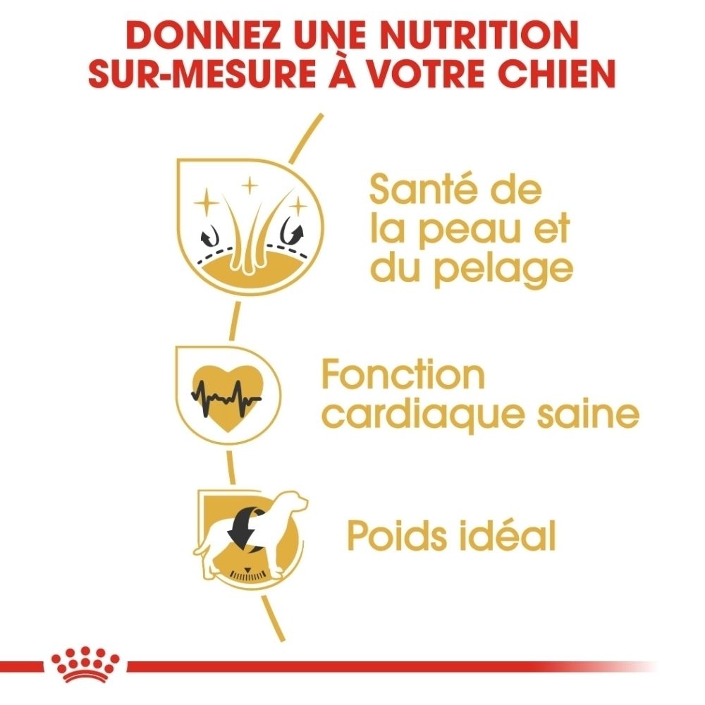 Infographie avec icônes pour la santé de la peau, la fonction cardiaque et le poids idéal du chien.