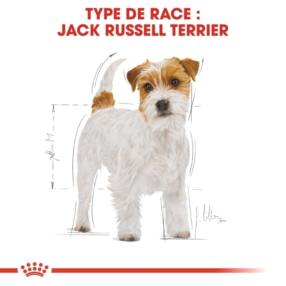 Illustration d'un Jack Russell Terrier avec informations sur la race et schémas de dimensions.