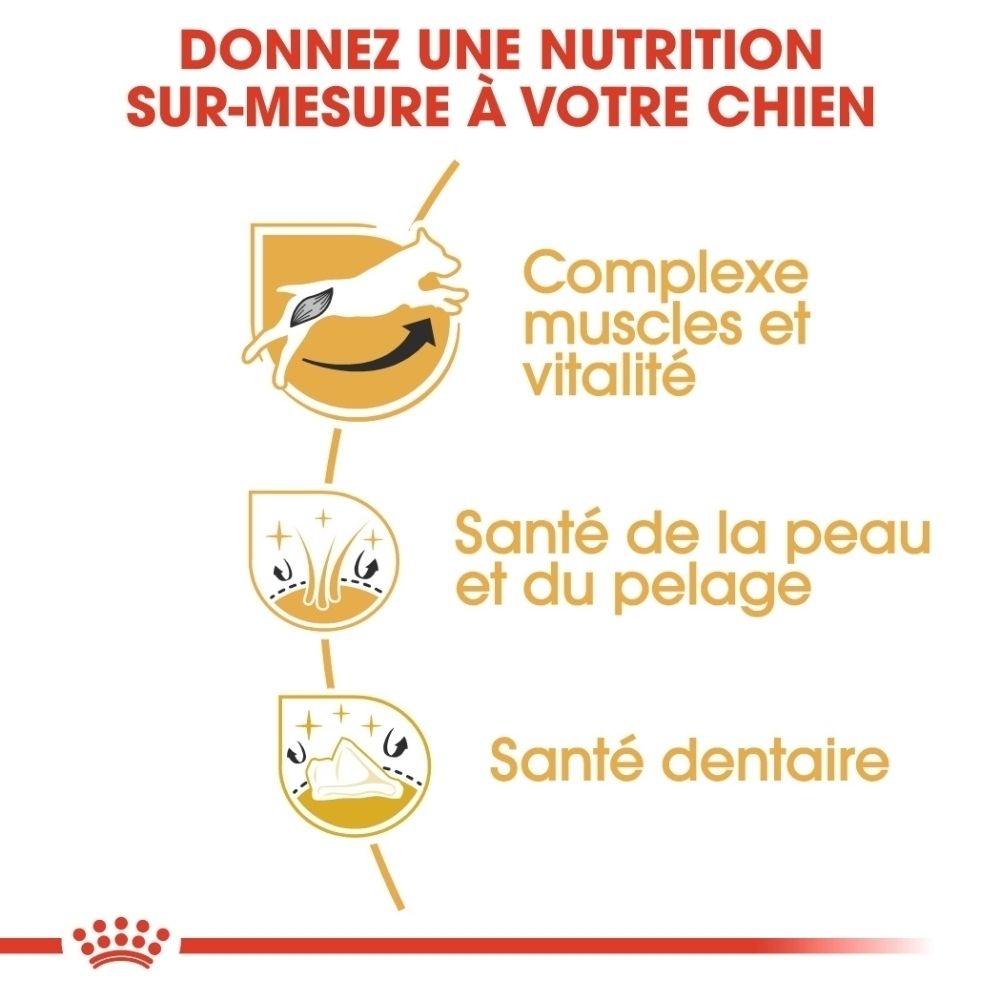 Infographie avec icônes pour la santé musculaire, cutanée et dentaire du chien.