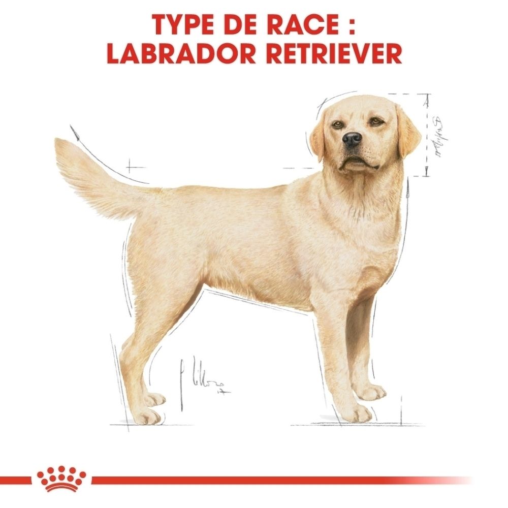 Illustration d'un Labrador jaune avec informations sur la race et schémas de dimensions.