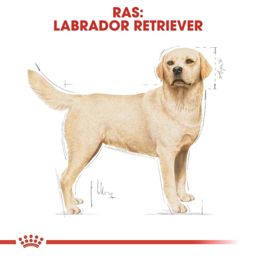 Illustratie van een gele Labrador Retriever met maatlijnen. Bovenaan staat "RAS: LABRADOR RETRIEVER".