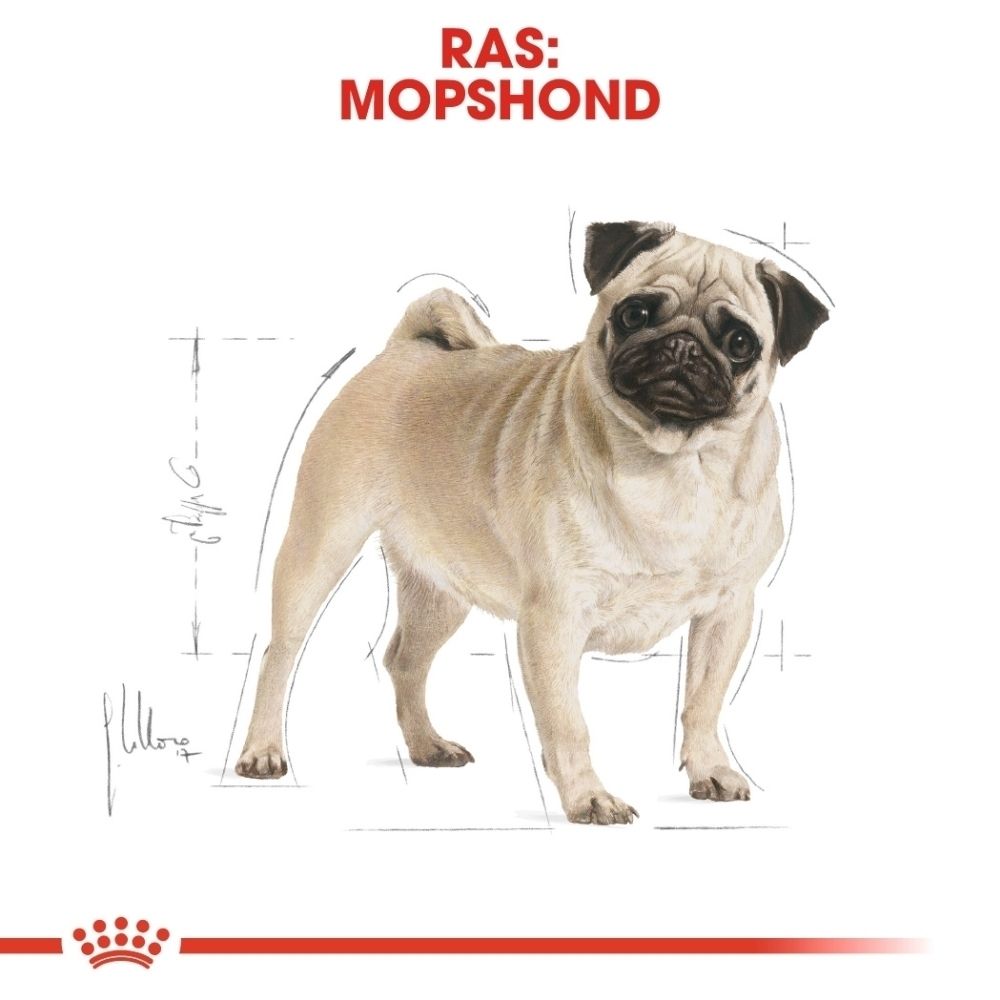 ROYAL CANIN Pug Adult voerzak met illustraties over gezonde huid en tekst 'Gezonde huid'.
