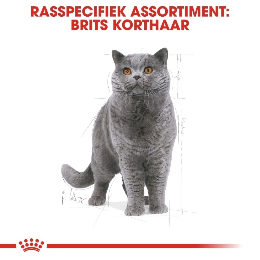 Grijze Britse Korthaar kater met oranje ogen, met schematische tekening ernaast.
