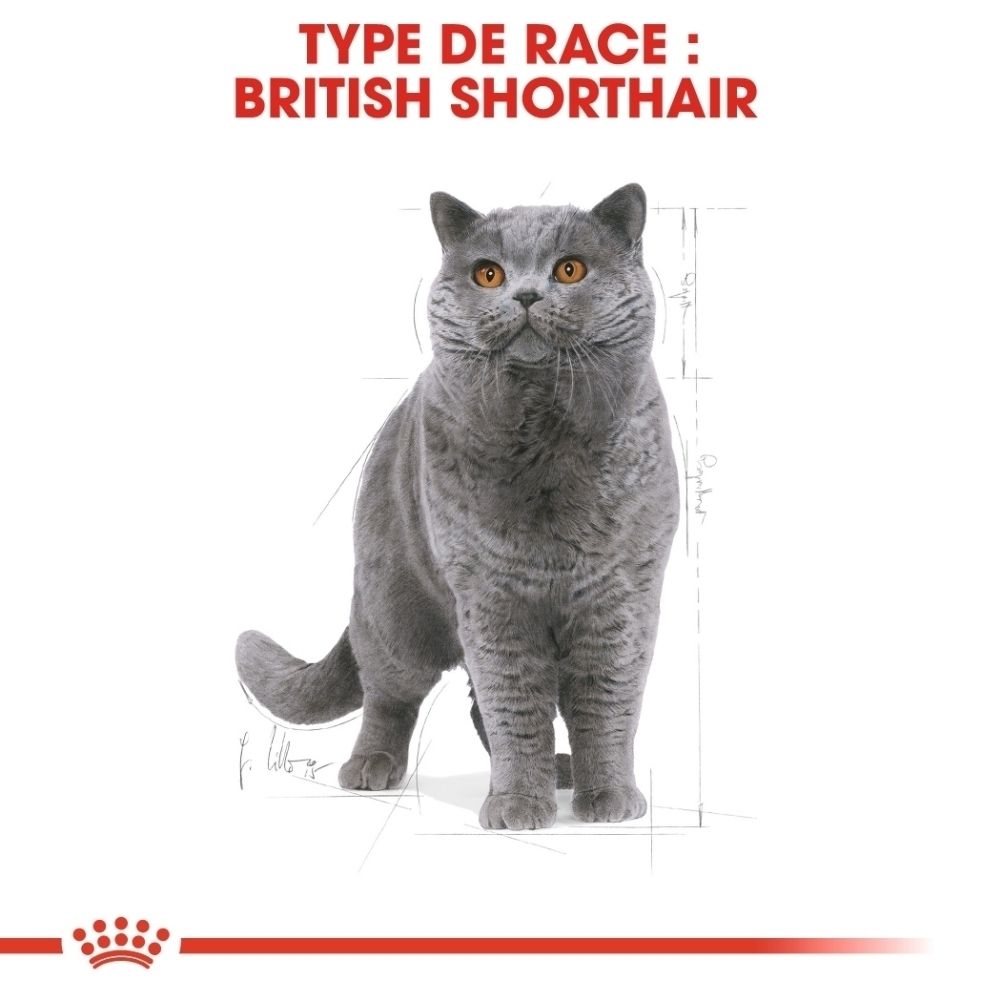 Chat British Shorthair gris aux yeux orangés, avec un croquis technique à côté.