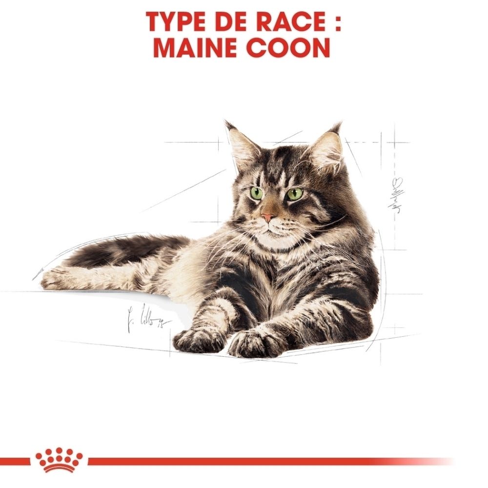 Chat Maine Coon aux yeux verts, allongé. Des lignes esquissées entourent le chat.
