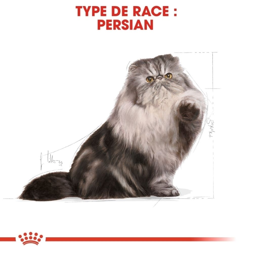 Illustration d'un chat persan gris à long pelage et yeux jaunes.