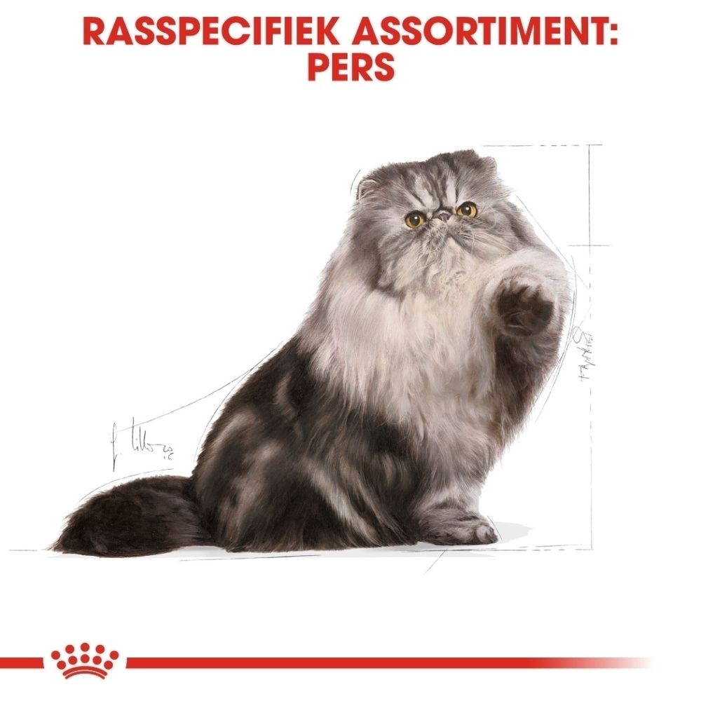 Grijze langharige Perzische kat, met schematische tekening ernaast.