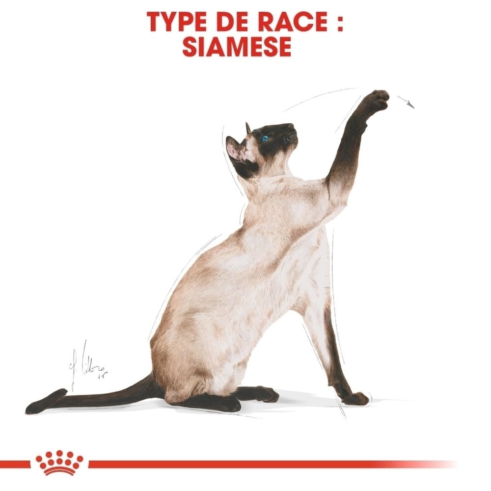 Illustration d'un chat siamois aux oreilles, museau et pattes foncés. Le chat est assis, levant une patte.