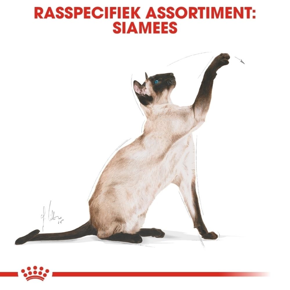Illustratie van een siamese kat met blauwe ogen, die omhoog kijkt en een poot optilt.