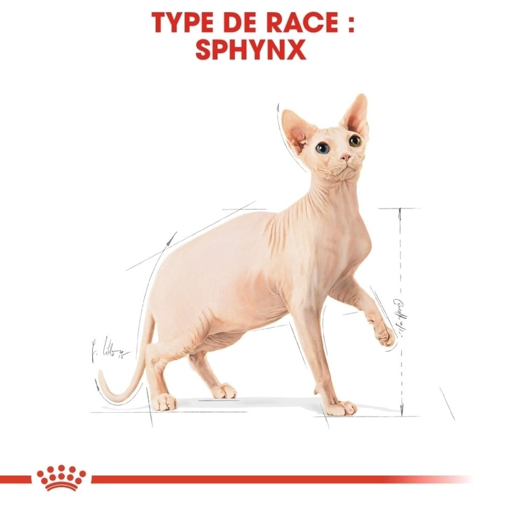 Royal Canin Sphynx: Portrait d'un chat Sphynx avec schéma anatomique.