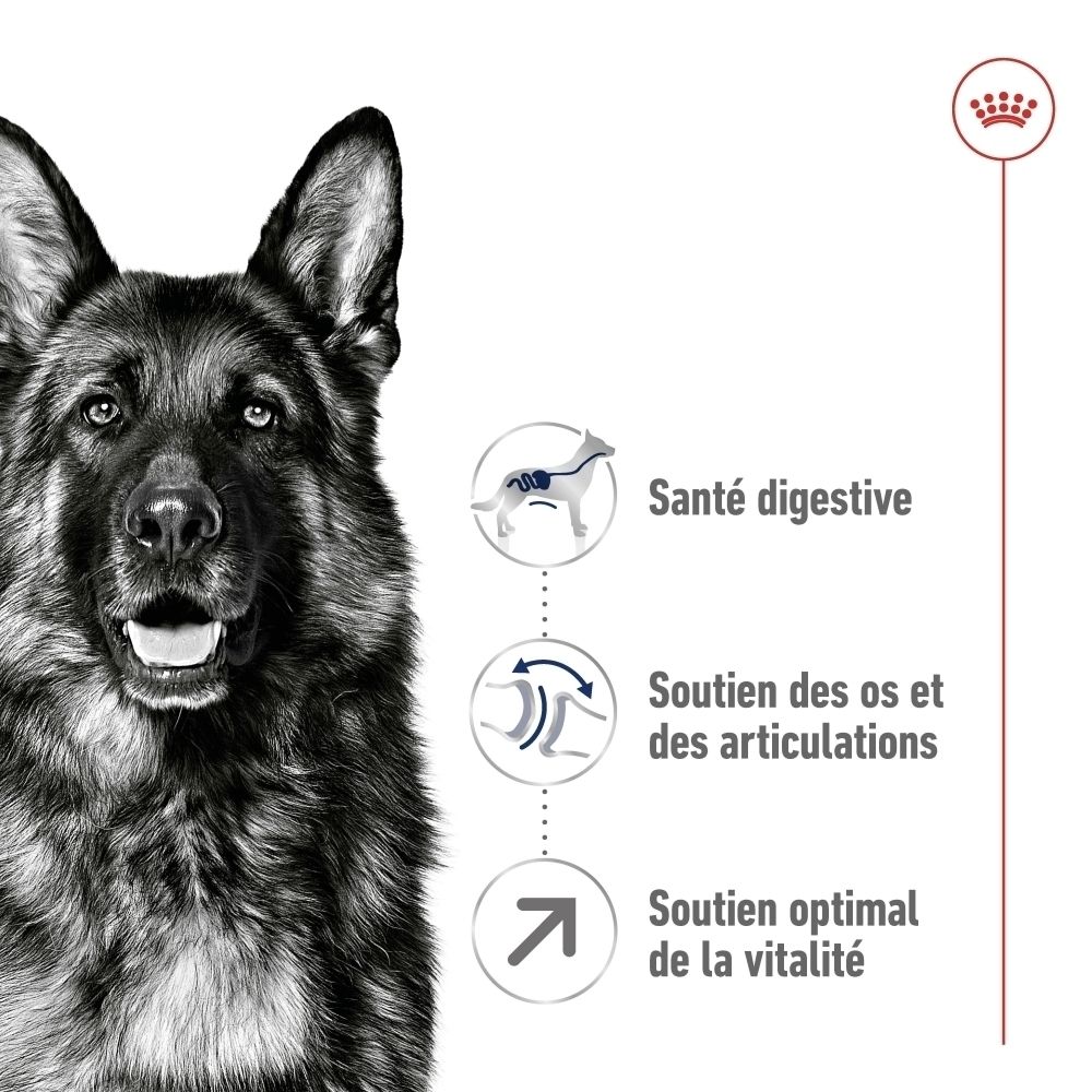 Gros plan d'un Berger Allemand sur un sac Royal Canin Maxi Adult 5+.