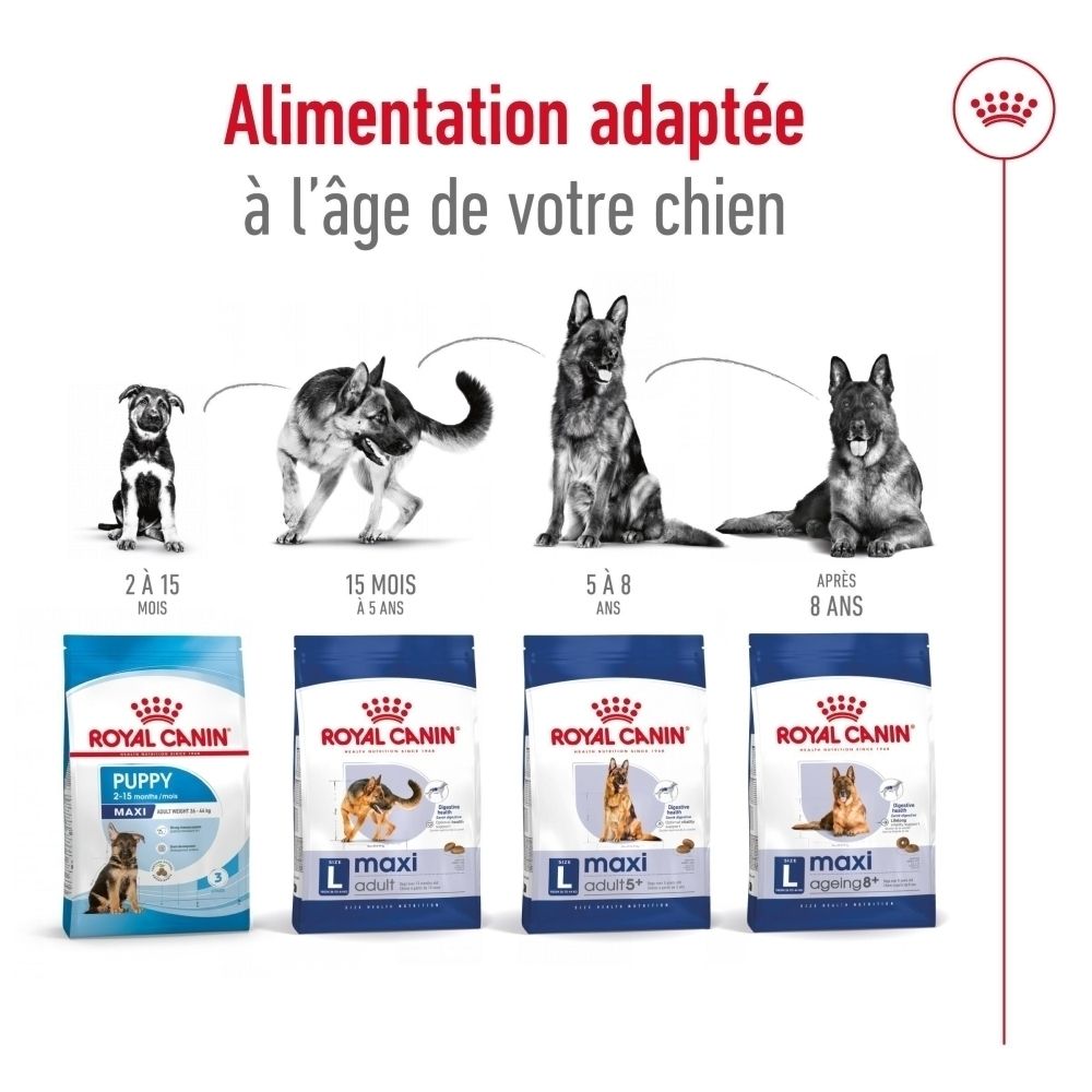 Croquettes Royal Canin Maxi Adult 5+, taille 1 cm, pour encourager la mastication.