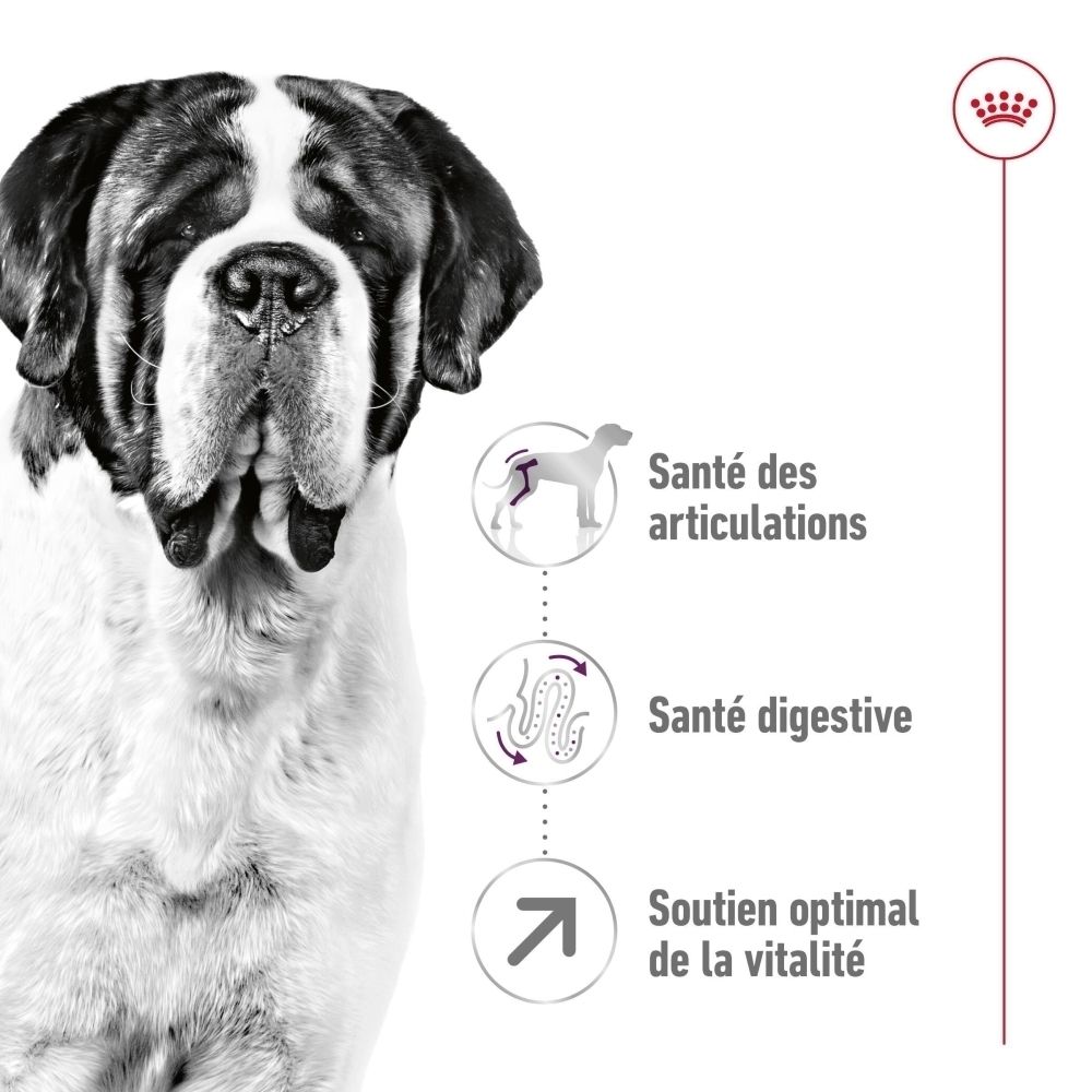 Chien Saint-Bernard avec icônes pour la santé des articulations, la santé digestive et la vitalité.