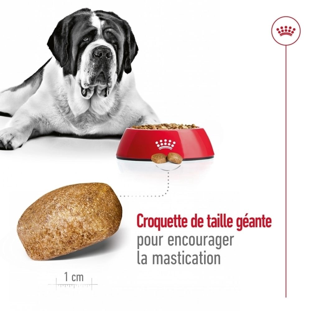 Croquette de nourriture pour chien de grande taille, environ 1 cm. Bol rouge rempli de croquettes, chien en arrière-plan.