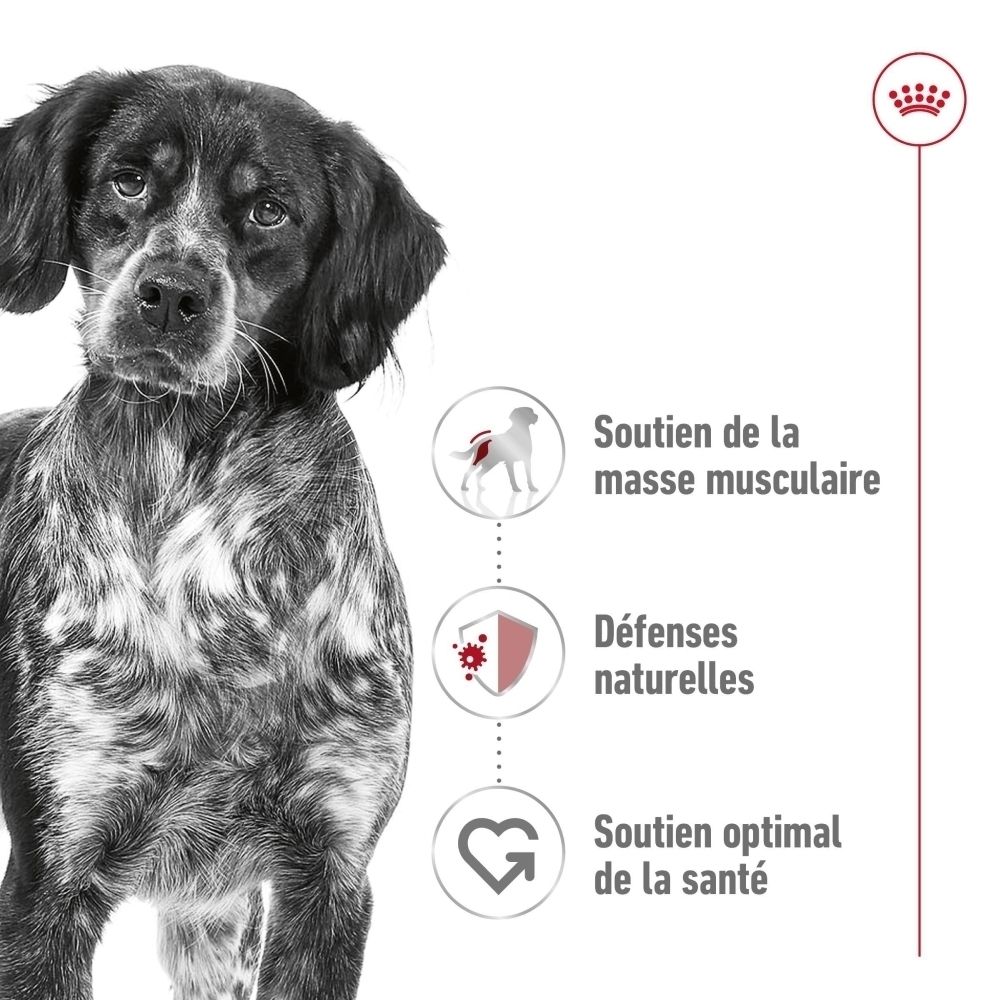 Gros plan d'un chien avec texte sur le maintien musculaire et les défenses naturelles.