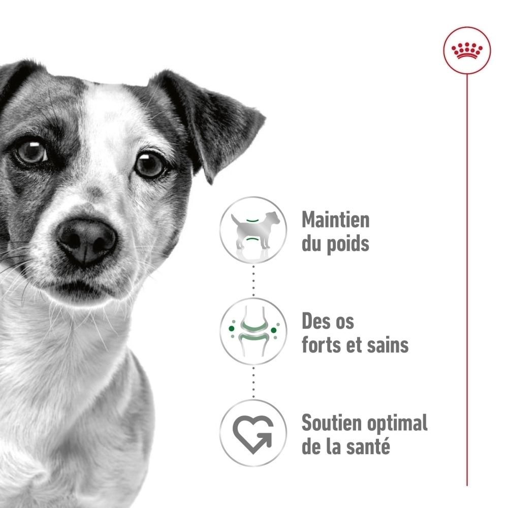 Gros plan d'un Jack Russell Terrier soulignant les avantages de ROYAL CANIN® Mini Adult.