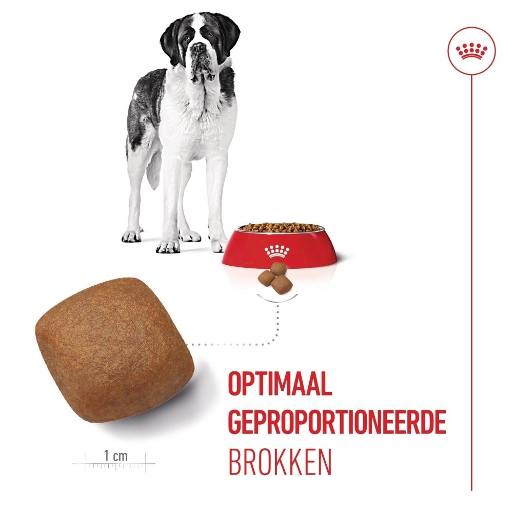 Close-up van een maatreferentie voor brokken van Royal Canin Junior Giant met een grote hond.