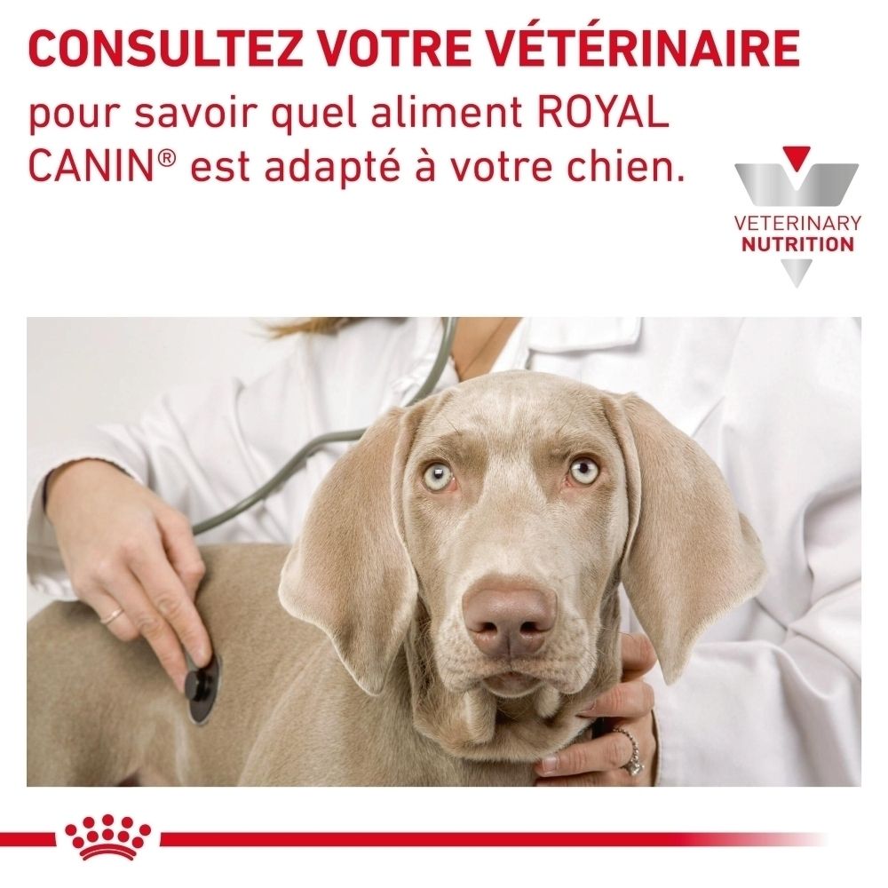 Un vétérinaire examine un chien, avec une note sur le choix de la nourriture ROYAL CANIN adaptée.
