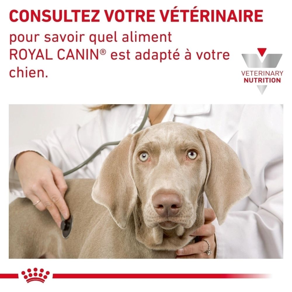 Un vétérinaire examine un chien avec un stéthoscope, Royal Canin VET-D Skin Care Adult.