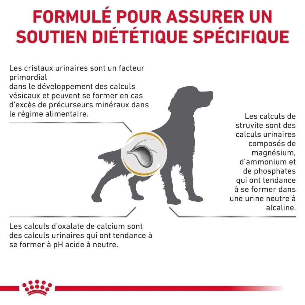 Un vétérinaire examine un chien, avec un texte conseillant sur le choix de la bonne nourriture ROYAL CANIN®.