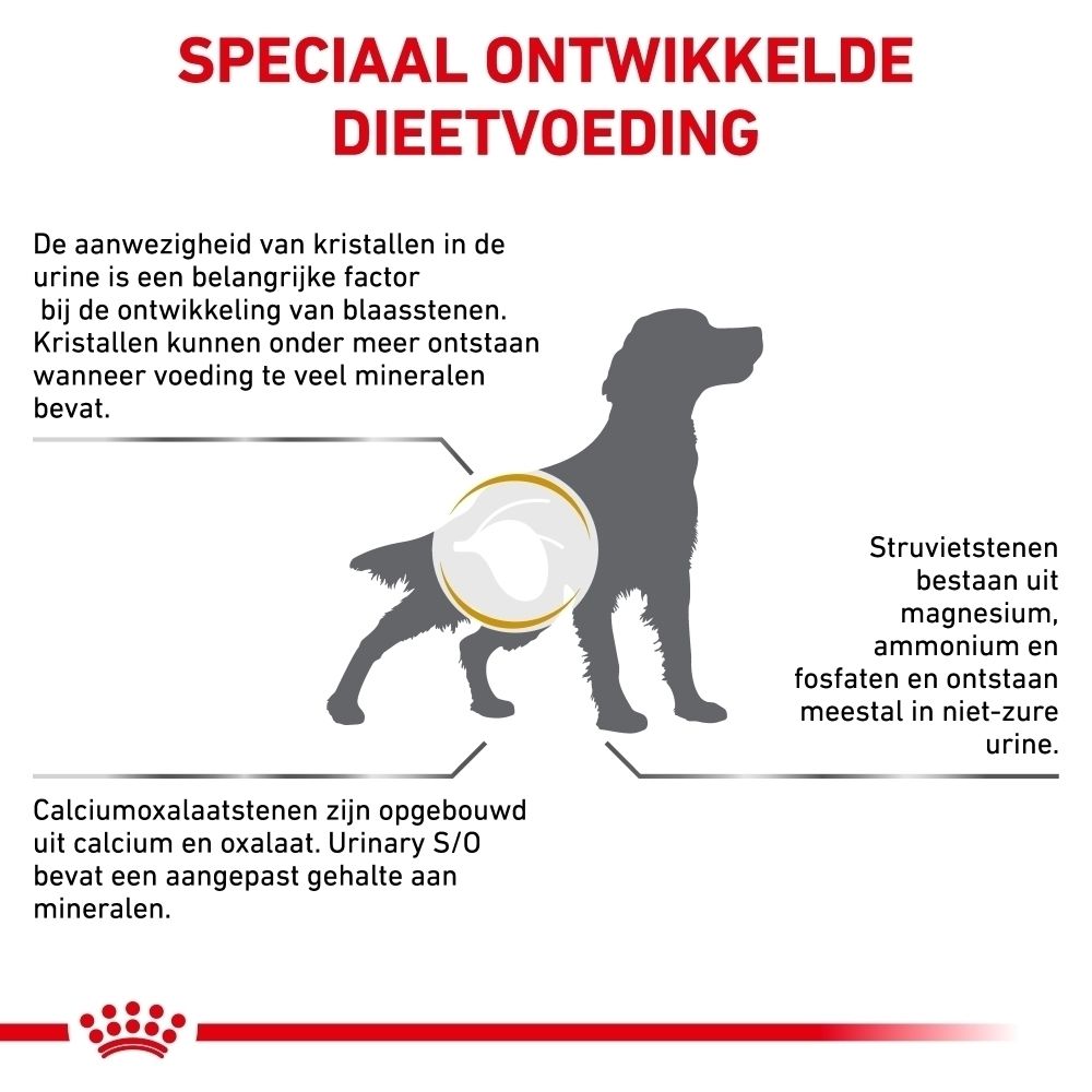 Dierenarts onderzoekt hond, met tekst over advies voor de juiste ROYAL CANIN® voeding.