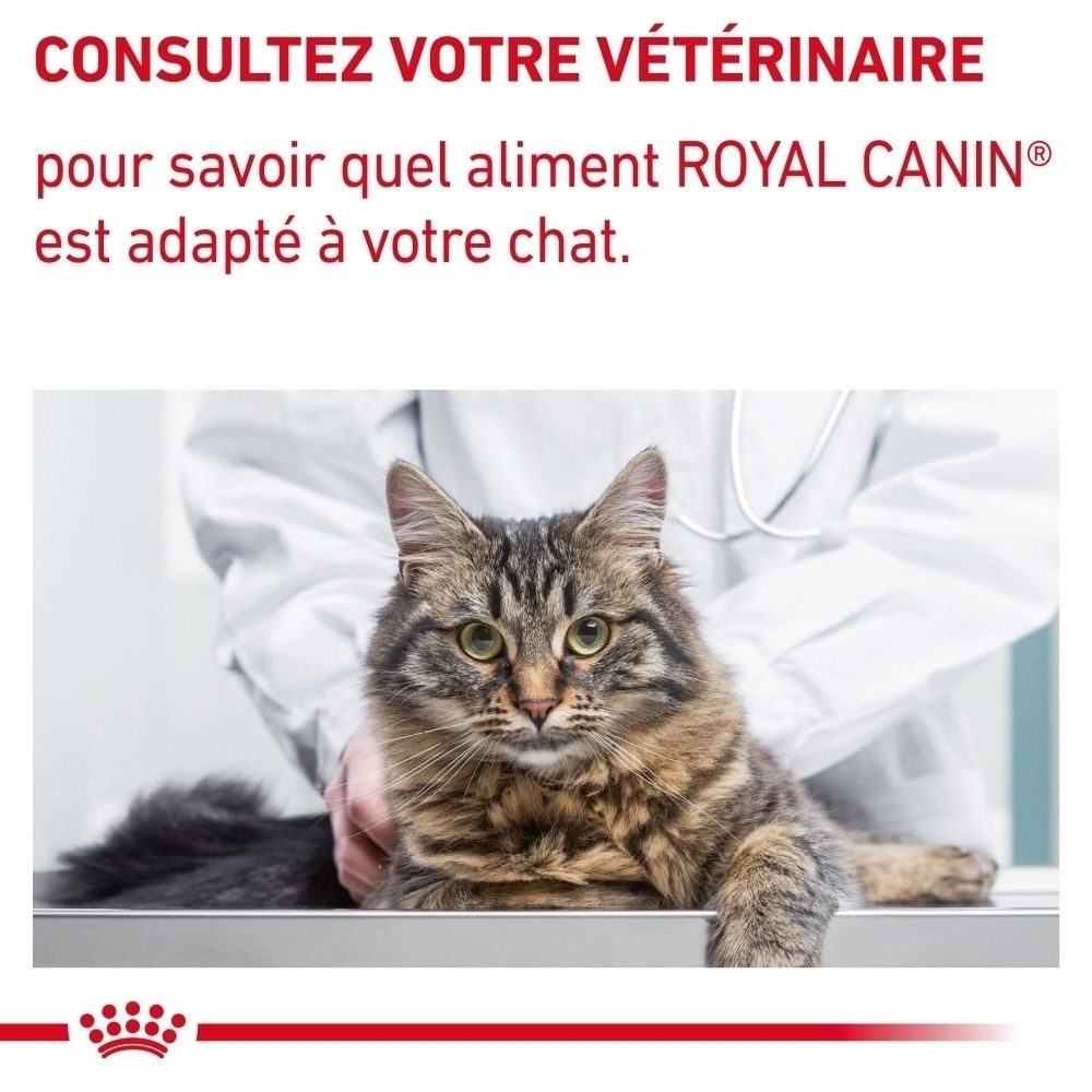 Chat sur une table d'examen, consultation vétérinaire pour ROYAL CANIN Veterinary Feline Calm.