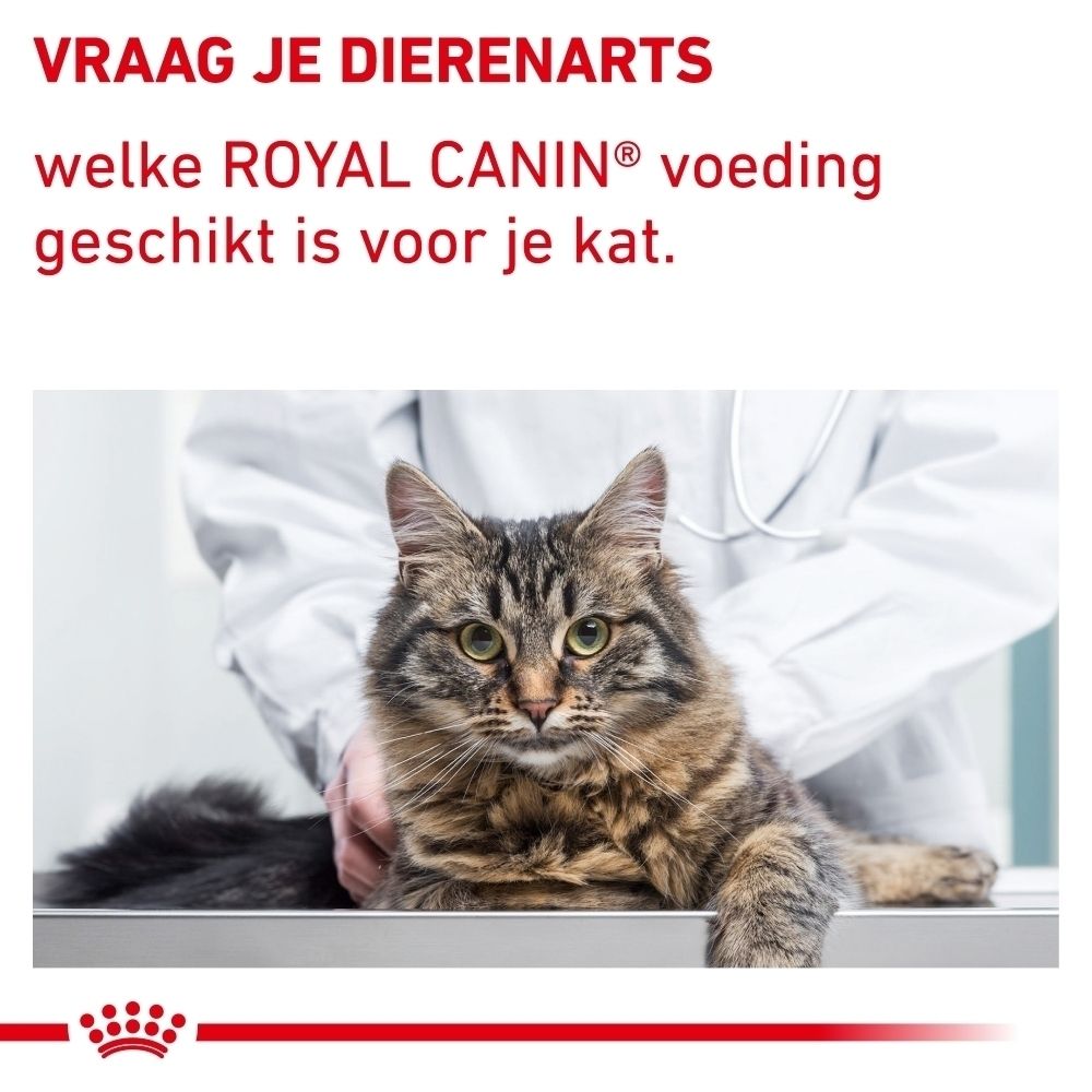 Kat op een onderzoekstafel, dierenartsconsultatie voor ROYAL CANIN Veterinary Feline Calm.
