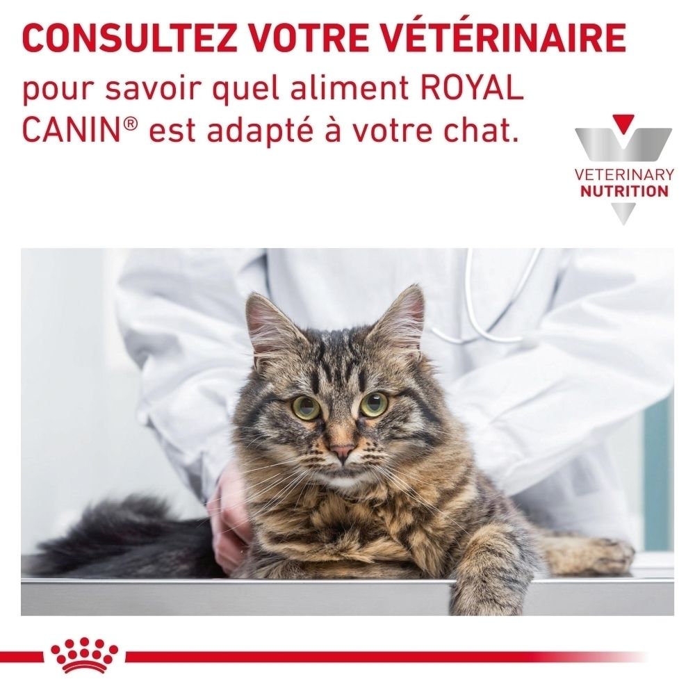 Graphique expliquant les problèmes digestifs chez les chats et leurs symptômes comme vomissements et diarrhées.