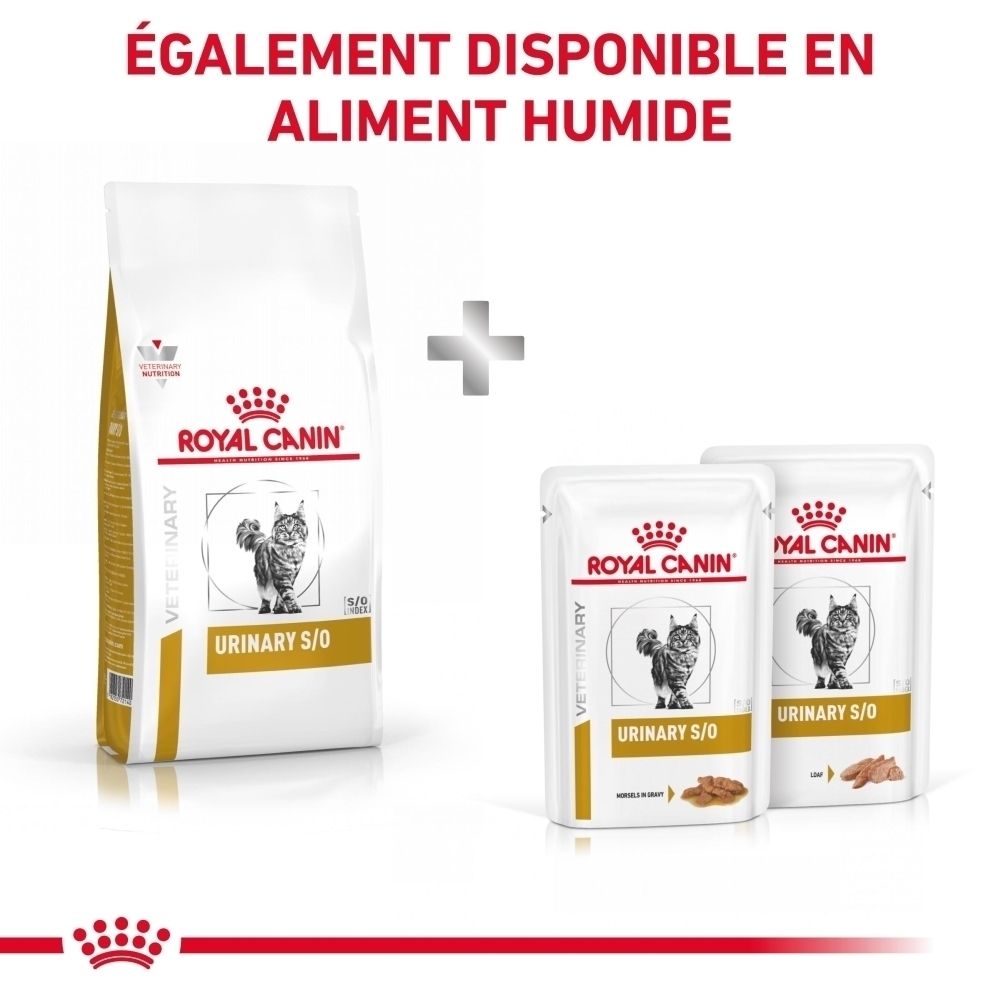 Un vétérinaire examine un chat, avec un texte conseillant de consulter pour choisir la nourriture ROYAL CANIN adaptée.