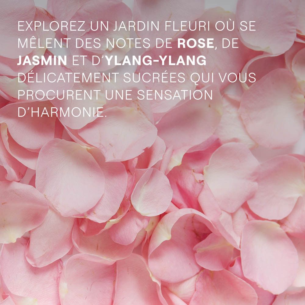 Pétales de rose roses. Texte: Explorez un jardin fleuri avec rose, jasmin et ylang-ylang.