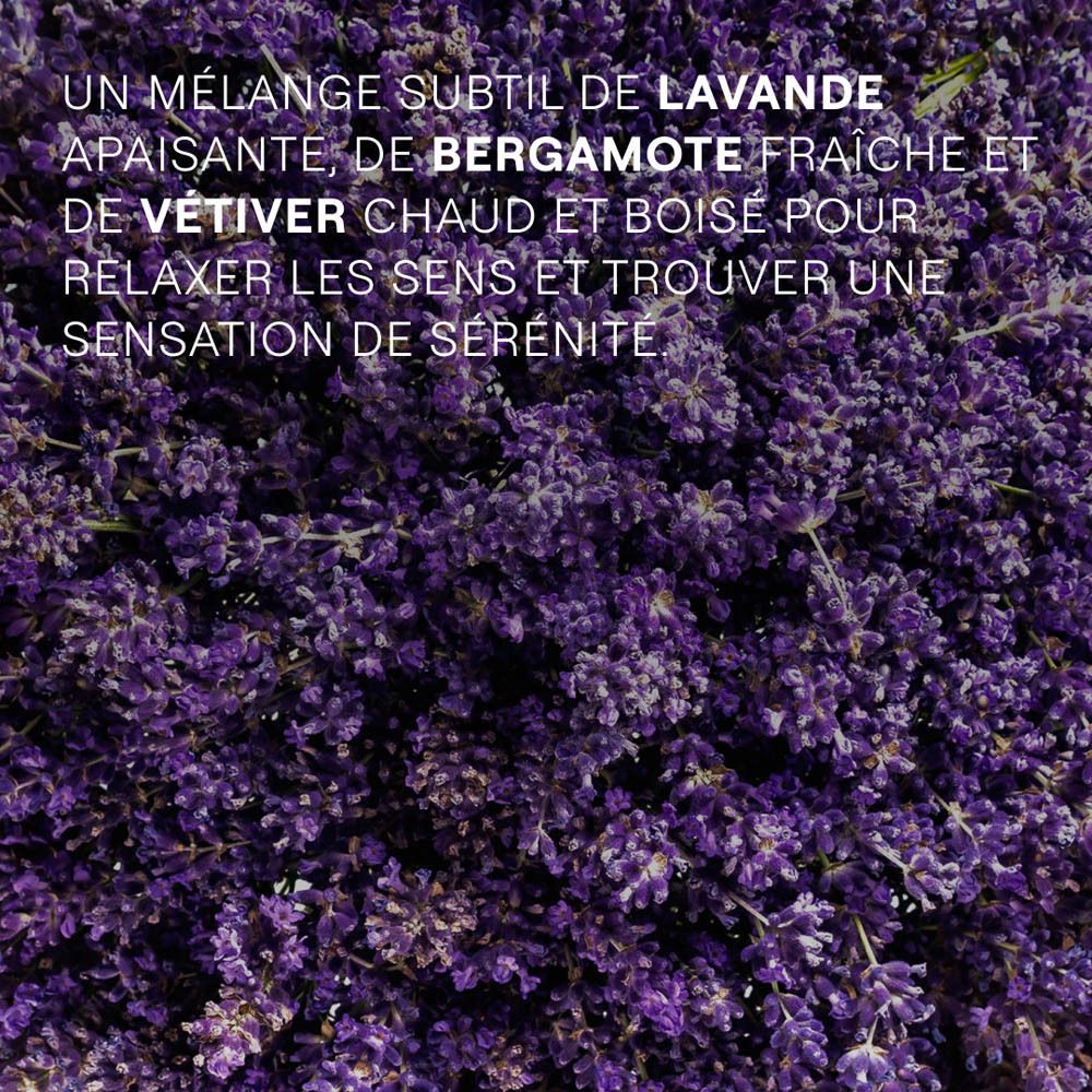 Gros plan de fleurs de lavande. Texte: Un mélange subtil de lavande, bergamote fraîche et vétiver chaud et boisé.
