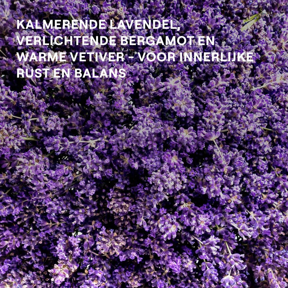 Close-up van lavendelbloemen. Tekst: Kalmerende lavendel, verlichtende bergamot en warme vetiver.