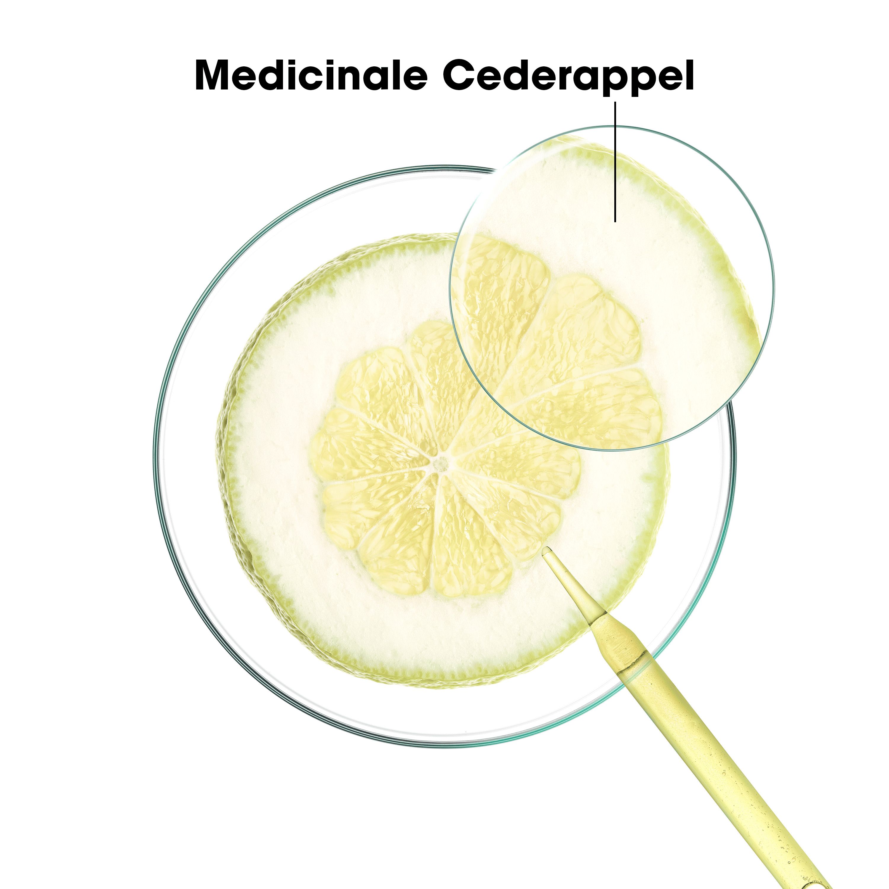 Medicinale cedrat schijf. Vergrote weergave van het vruchtvlees. Gele vloeistof.