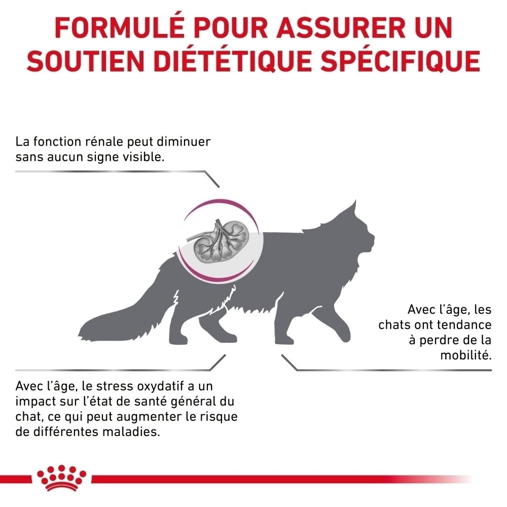Graphique : chat avec illustration de reins, expliquant la fonction rénale féline.