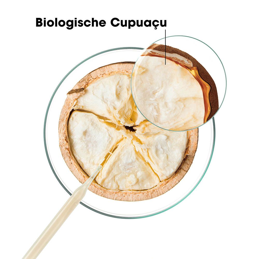 Biologische Cupuaçu vrucht in dwarsdoorsnede, vergroot met een loep.