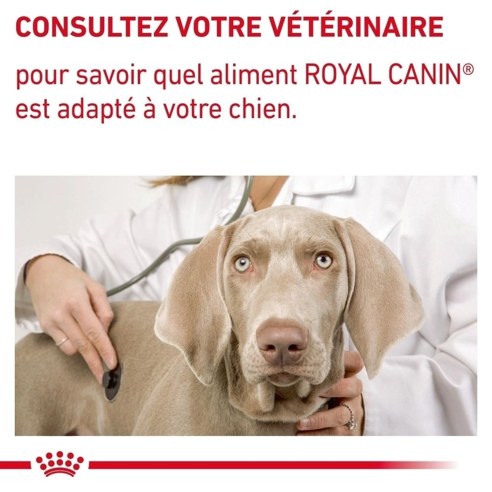 ROYAL CANIN® Dental Petites Races Croquettes, sac de 1,5 kg, vue de face.