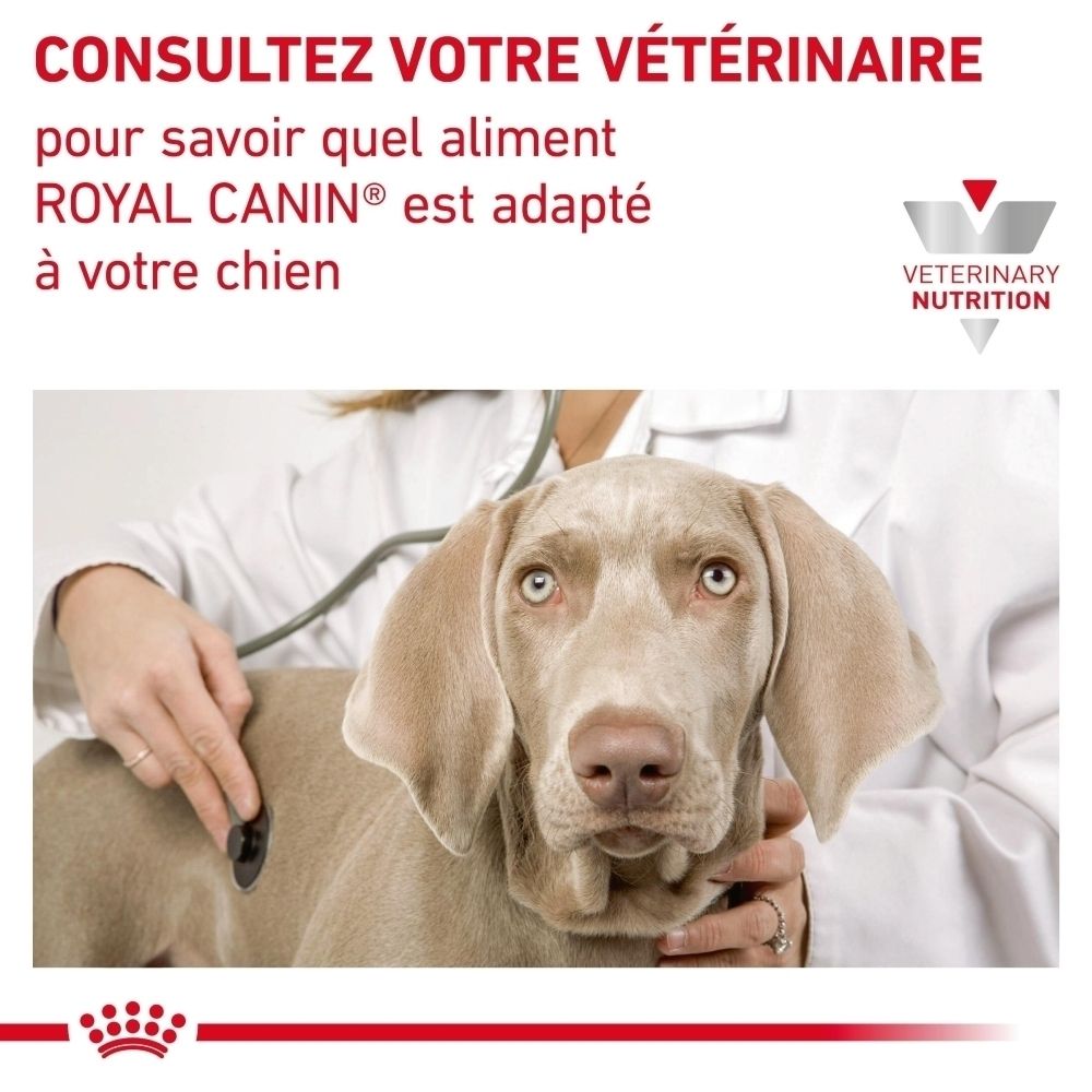 Un chien examiné par un vétérinaire avec un stéthoscope. Texte : Consultez votre vétérinaire.