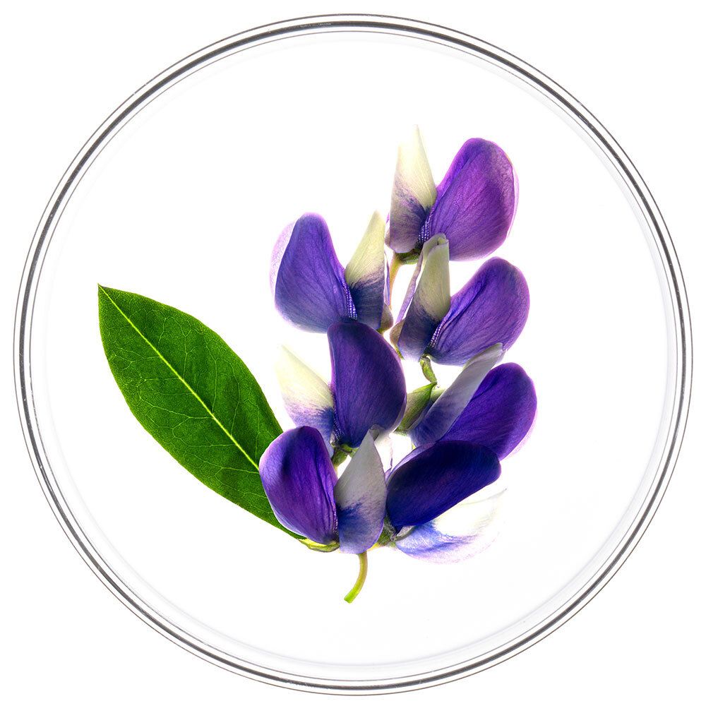 Inflorescence dans un bol rond et transparent. Pétales bleus, feuilles vertes. Sur fond clair.