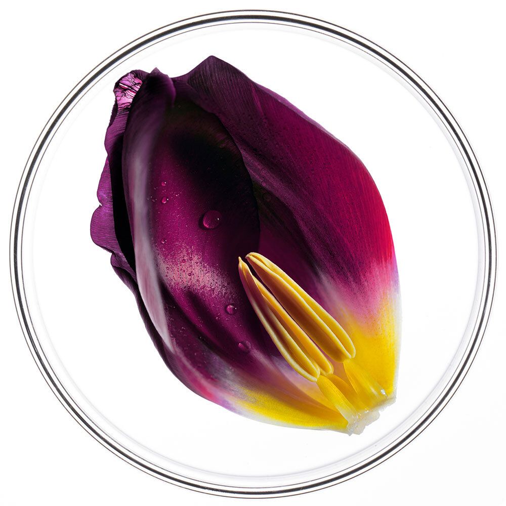 Pétale dans un bol rond et transparent. Couleurs violettes et jaunes. Sur fond clair.