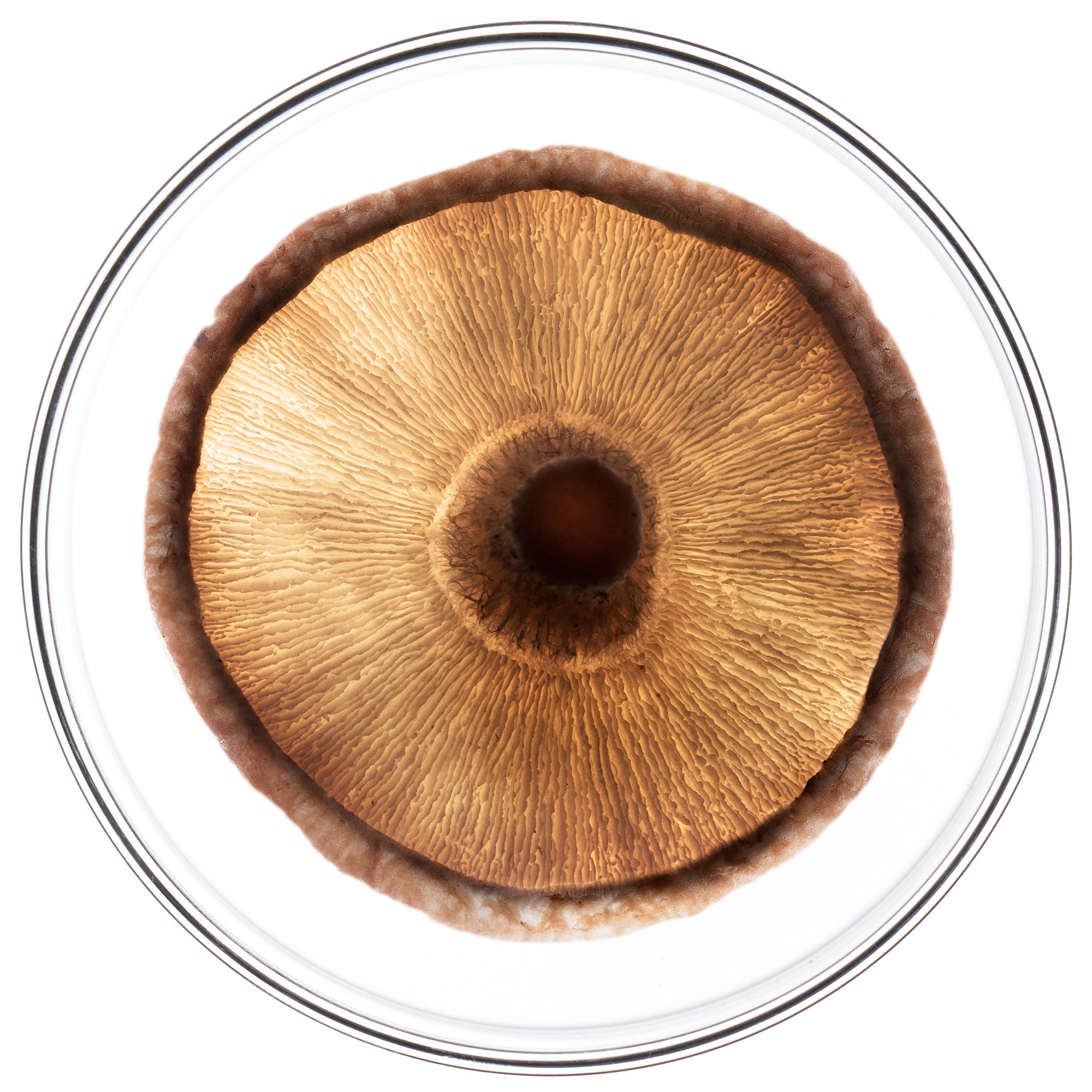 Liquide brun dans une plaque de verre.