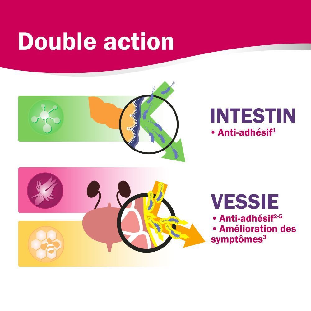 Publicité Uri-Cran Forte. Diagramme: Intestin et Vessie. Texte: Anti-adhésif, amélioration des symptômes.