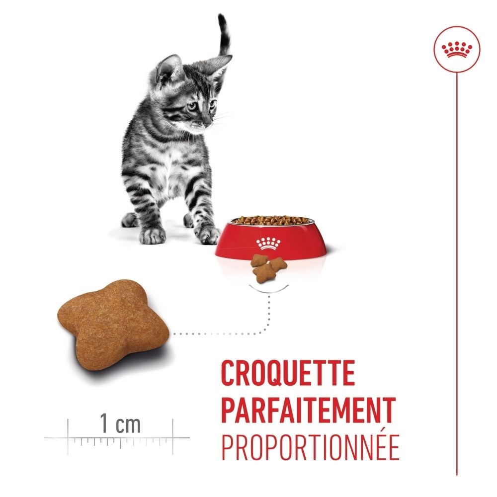 Jeune chat à côté d'une gamelle de nourriture et d'une croquette, indication de taille.