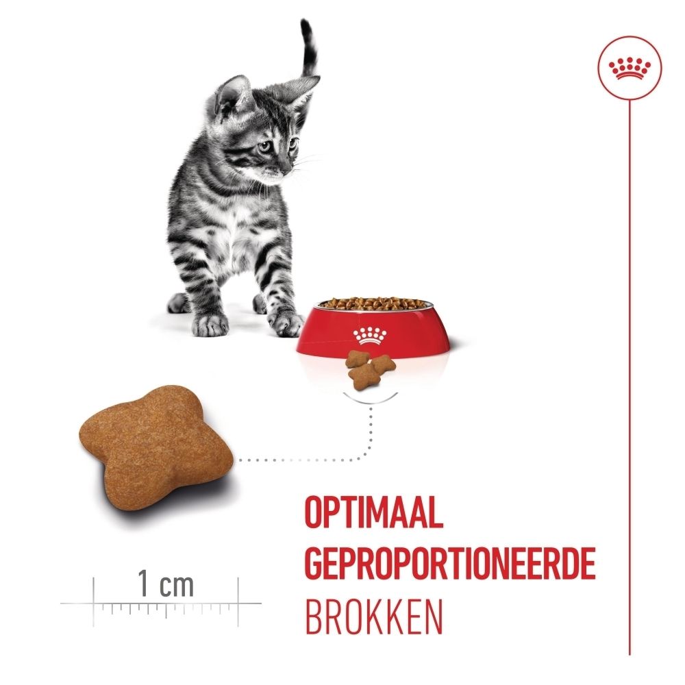 Jonge kat naast een voerbak en een enkele brok, maataanduiding.