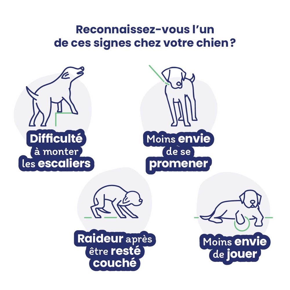 Flexadin Adult Dog