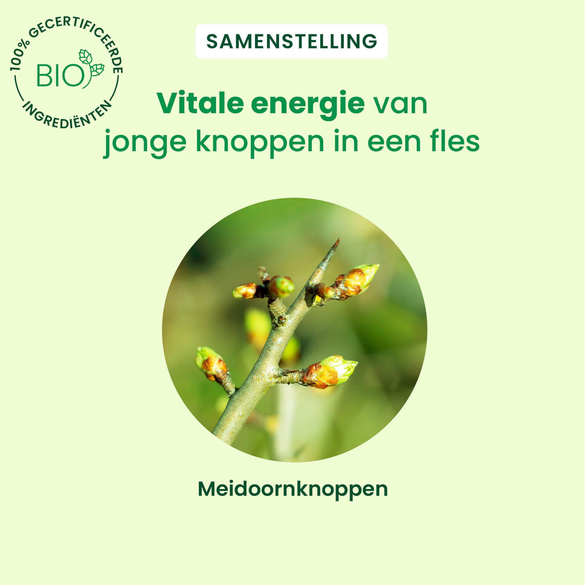 Close-up van knoppen op een tak. Tekst: „Vitale energie van jonge knoppen in een fles“.