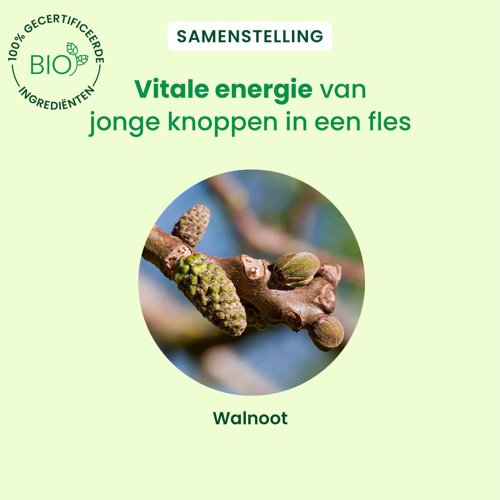 Close-up van walnootknoppen. Groene achtergrond. Tekst: Vitale energie van jonge knoppen in een fles.