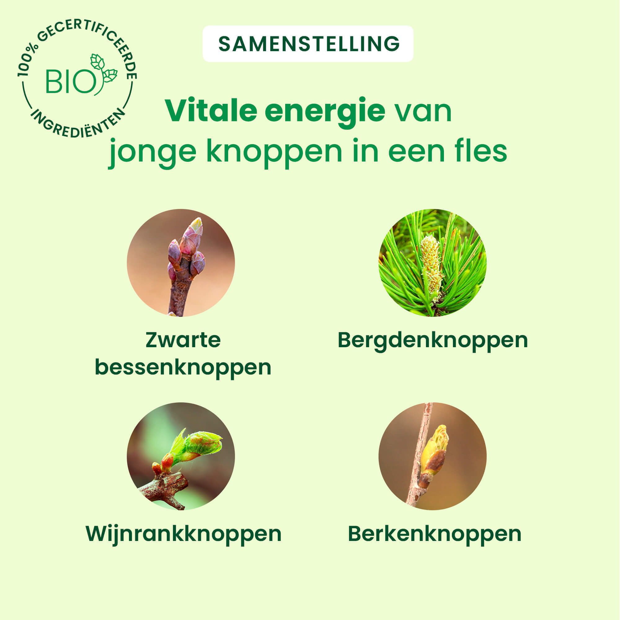 Samenstelling: Zwarte bessen-, berg-, wijnrank- en berkenknoppen. BIO-gecertificeerd.